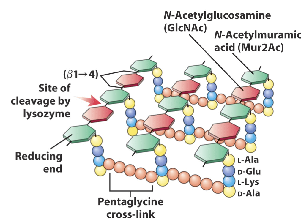 肽聚醣 peptidoglycan